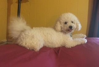Father of the Goldendoodle puppies born on 09/04/2018