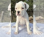 Small #6 Boxer