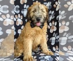 Small Photo #2 Soft Coated Wheaten Terrier Puppy For Sale in LEOLA, PA, USA