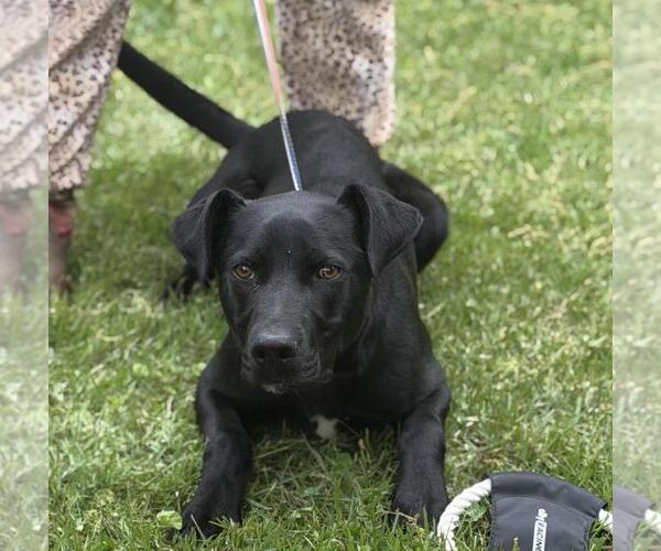 Medium Photo #3 Catahoula Leopard Dog-Labrador Retriever Mix Puppy For Sale in Yardley, PA, USA