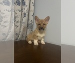 Small Photo #19 Pembroke Welsh Corgi Puppy For Sale in DURHAM, CT, USA