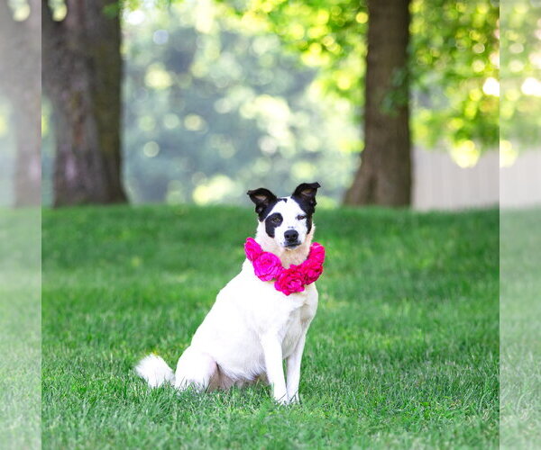 Medium Photo #3 Mutt Puppy For Sale in Unionville, PA, USA