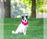 Small #2 Mutt