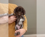 Small Photo #1 German Shorthaired Pointer Puppy For Sale in WARSAW, IN, USA
