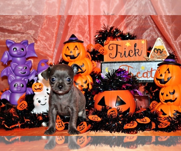 Medium Photo #4 Chihuahua Puppy For Sale in CHARLESTON, AR, USA