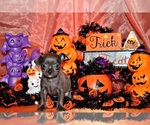 Small Photo #4 Chihuahua Puppy For Sale in CHARLESTON, AR, USA