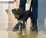 Small #1 Airedale Terrier Mix