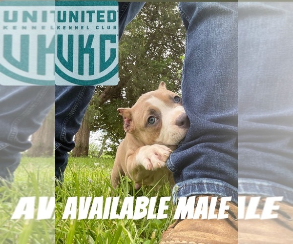 Medium Photo #4 American Bully Puppy For Sale in JACKSONVILLE, IL, USA