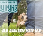Small #3 American Bully