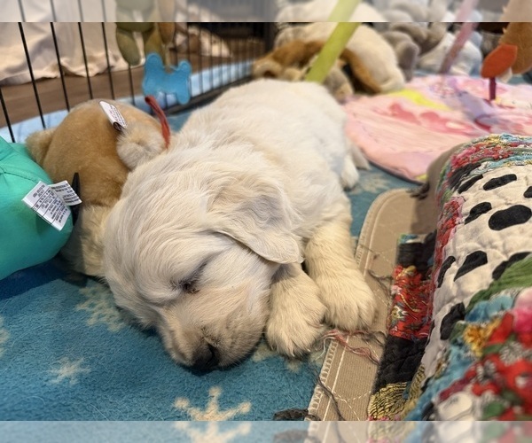 Medium Photo #10 English Cream Golden Retriever Puppy For Sale in MEDFORD TOWNSHIP, NJ, USA