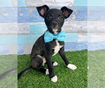 Small Chihuahua Mix