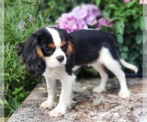 Cavalier King Charles Spaniel Puppy for sale in ELIZABETHTON, TN, USA