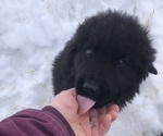Small #7 Great Pyrenees-Newfoundland Mix