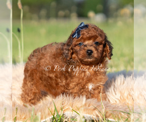 Medium Poodle (Miniature)