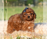 Puppy Wren AKC Poodle (Miniature)