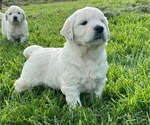 Small English Cream Golden Retriever