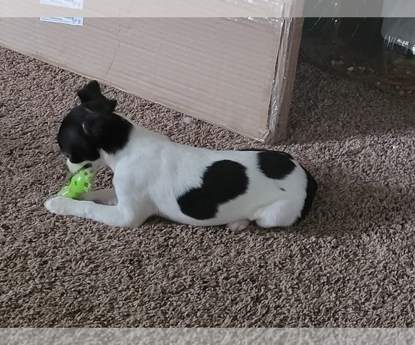 Medium Photo #3 Chihuahua Puppy For Sale in BLUE RIVER, WI, USA