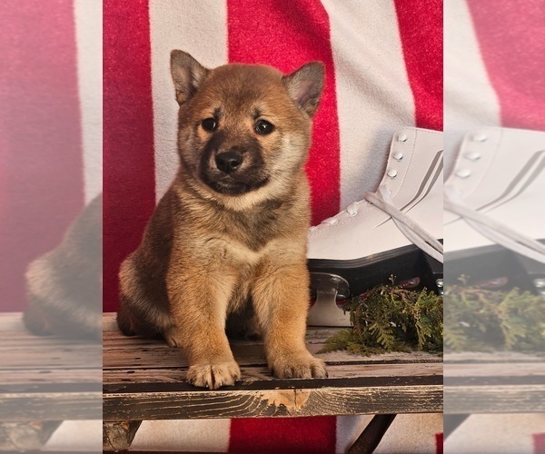 Medium Photo #1 Shiba Inu Puppy For Sale in LIGONIER, IN, USA