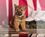 Small Photo #1 Shiba Inu Puppy For Sale in LIGONIER, IN, USA
