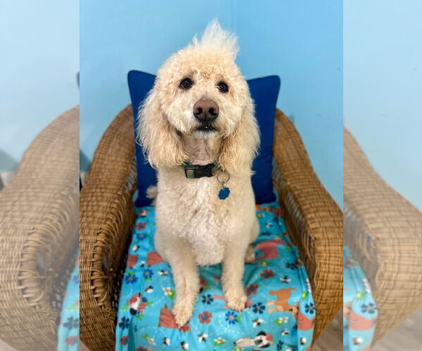 Medium Photo #2 Goldendoodle Puppy For Sale in Pacolet, SC, USA