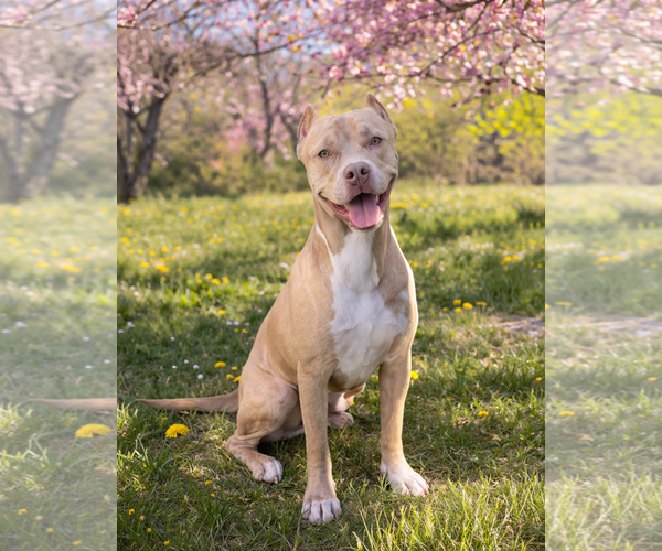 Medium Photo #5 American Staffordshire Terrier-Unknown Mix Puppy For Sale in Cranford, NJ, USA