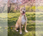Small #4 American Staffordshire Terrier Mix