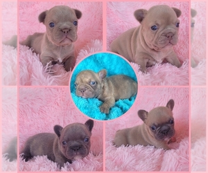 French Bulldog Puppy for sale in LAS VEGAS, NV, USA