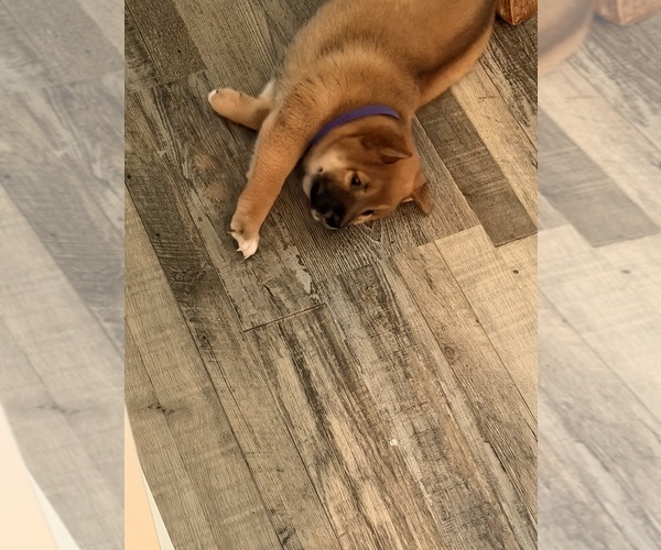 Medium Photo #5 Shiba Inu Puppy For Sale in COHUTTA, GA, USA