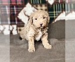 Small #1 Poodle (Miniature)
