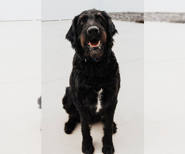 Medium Photo #3 Labradoodle Puppy For Sale in Lancaster, PA, USA