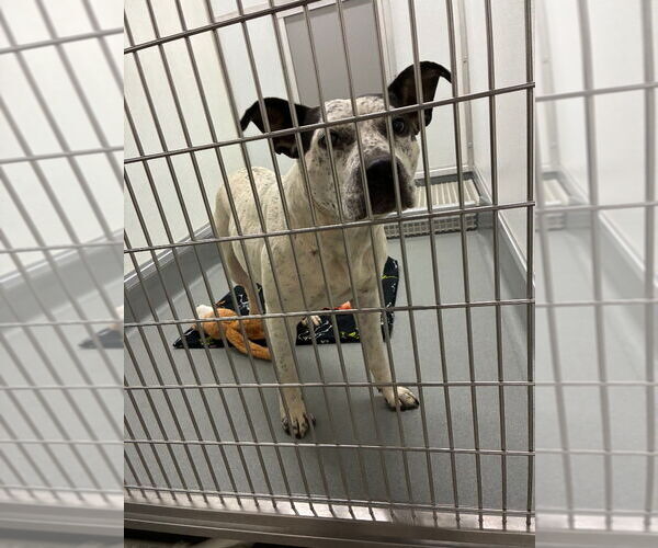 Medium Photo #3 Mutt Puppy For Sale in Bryant, AR, USA