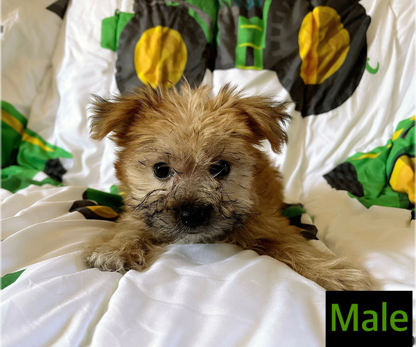 Medium Photo #2 Morkie Puppy For Sale in AMSTERDAM, MO, USA