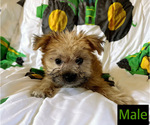 Small Photo #2 Morkie Puppy For Sale in AMSTERDAM, MO, USA