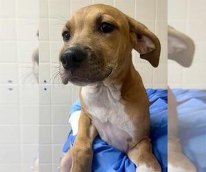 American Staffordshire Terrier-Unknown Mix Dogs for adoption in San Antonio, TX, USA