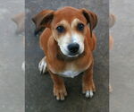 Small #11 Labrador Retriever Mix