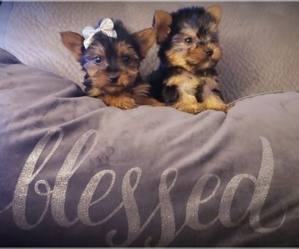 Medium Photo #2 Yorkshire Terrier Puppy For Sale in OTTAWA, OH, USA