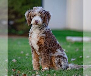 Father of the Bernedoodle (Miniature) puppies born on 08/03/2025