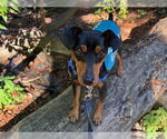 Small #1 Miniature Pinscher
