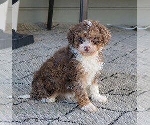 Bernedoodle (Miniature) Puppy for sale in NARVON, PA, USA