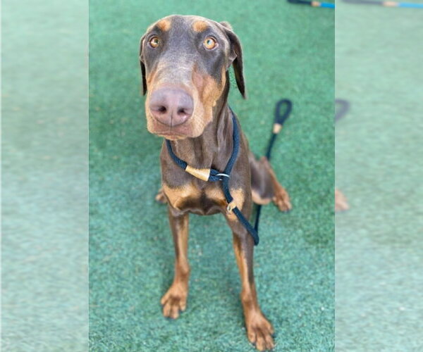 Medium Photo #1 Doberman Pinscher-Unknown Mix Puppy For Sale in Lakewood, CO, USA