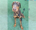 Small Doberman Pinscher Mix