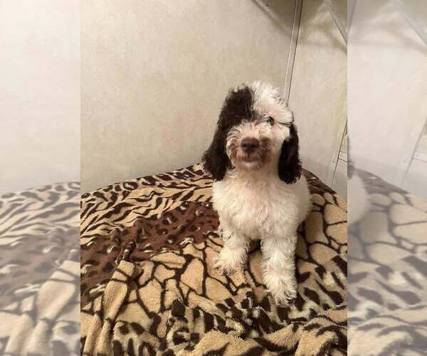 Medium Photo #3 Goldendoodle (Miniature) Puppy For Sale in LORANGER, LA, USA