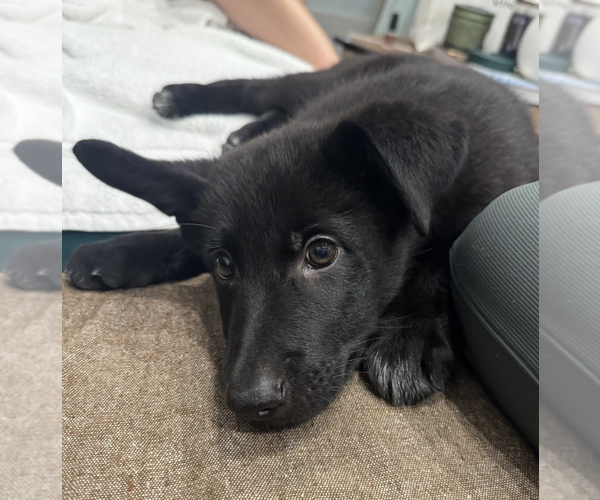 Medium Photo #15 German Shepherd Dog-Unknown Mix Puppy For Sale in Brooklyn, NY, USA