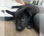 Small #14 German Shepherd Dog Mix