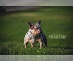 Small #2 French Bulldog