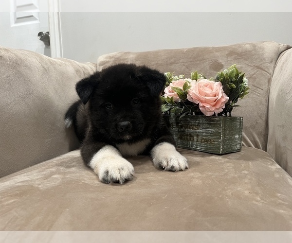 Medium Photo #2 Akita Puppy For Sale in SOMERSET, NJ, USA