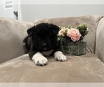 Small Photo #2 Akita Puppy For Sale in SOMERSET, NJ, USA