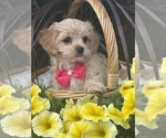 Small #4 Cav-A-Malt-Maltese Mix