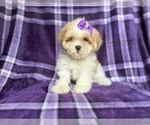 Small #4 Lhasa Apso