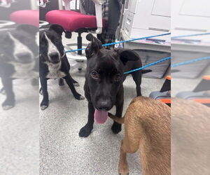 American Pit Bull Terrier-German Shepherd Dog Mix Dogs for adoption in Pasadena, TX, USA